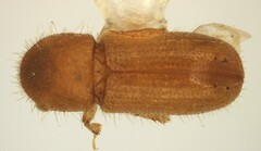 Xyleborus viduus