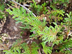 Selaginella convoluta