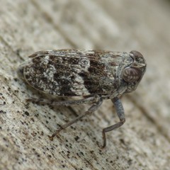 Picumna maculata