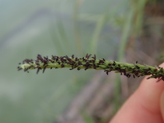 Paspalum dilatatum