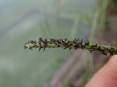 Paspalum dilatatum
