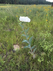 Argemone pleiacantha