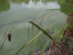 Paspalum dilatatum