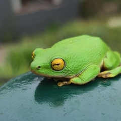 Hyperolius tuberilinguis