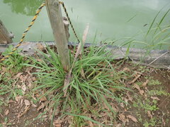 Paspalum dilatatum