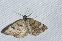 Xanthorhoe abrasaria