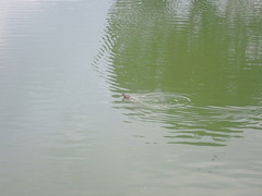 Tachybaptus ruficollis