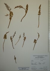 Botrychium crenulatum