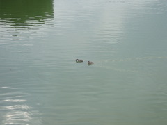 Tachybaptus ruficollis