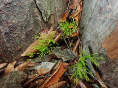 Psilotum nudum