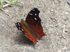 Hypanartia kefersteini