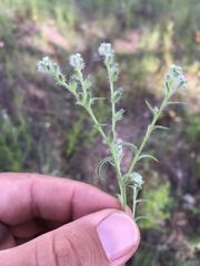 Cryptantha fendleri