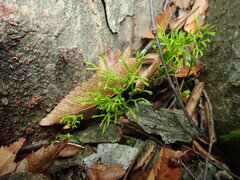 Psilotum nudum