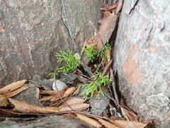 Psilotum nudum