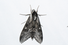 Sphinx poecila
