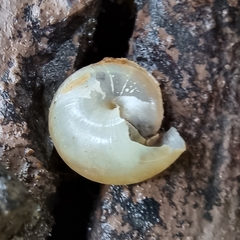 Helicarion perfragilis