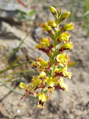 Tritoniopsis parviflora