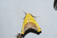 Sicya macularia