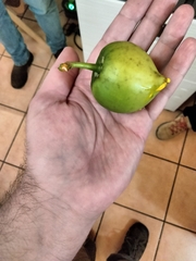 Garcinia xanthochymus