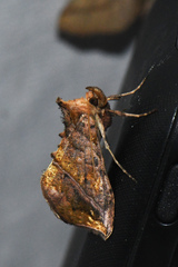 Pseudeva purpurigera