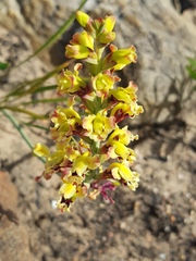 Tritoniopsis parviflora