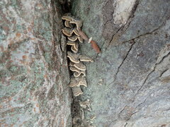 Fungi
