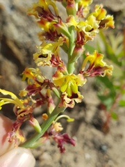 Tritoniopsis parviflora