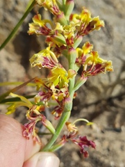 Tritoniopsis parviflora