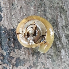 Helicarion perfragilis