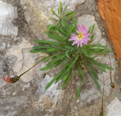 Pinaropappus spathulatus