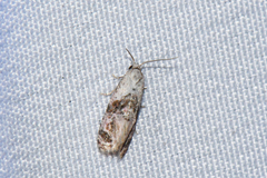 Cochylina