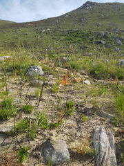 Pillansia templemannii