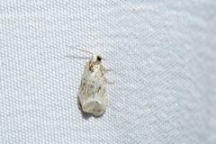 Phalonidia memoranda