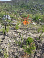 Pillansia templemannii