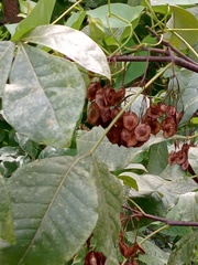 Ptelea trifoliata