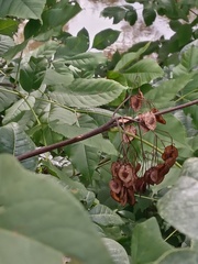 Ptelea trifoliata