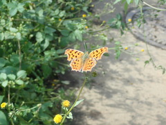 Polygonia c-aureum c-aureum