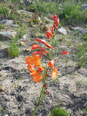 Pillansia templemannii