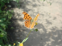 Polygonia c-aureum c-aureum