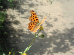 Polygonia c-aureum c-aureum