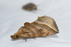 Calyptra canadensis