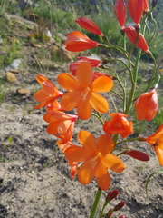 Pillansia templemannii