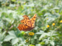 Polygonia c-aureum c-aureum