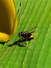 Vespa velutina nigrithorax