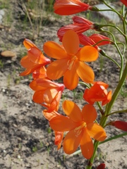 Pillansia templemannii