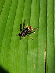 Vespa velutina nigrithorax