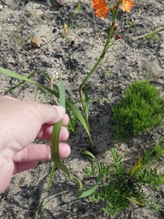 Pillansia templemannii