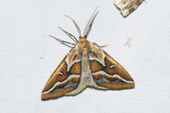 Caripeta angustiorata