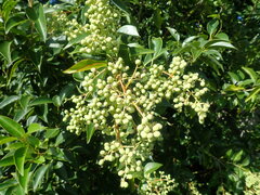 Ligustrum lucidum