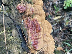 Ganoderma sessile